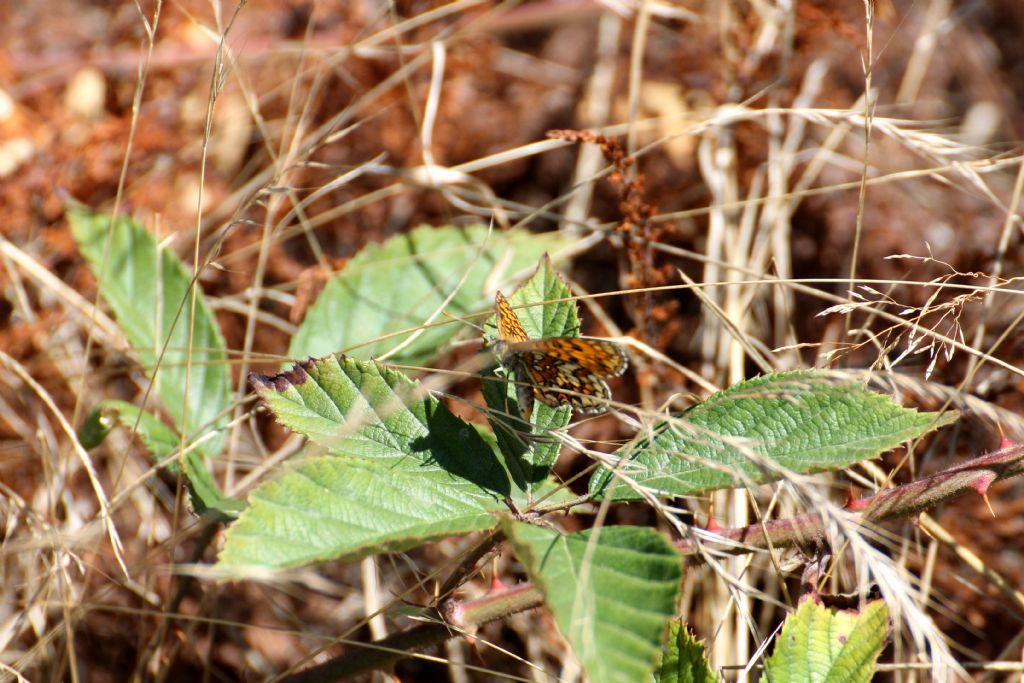 Melitaea athalia? S